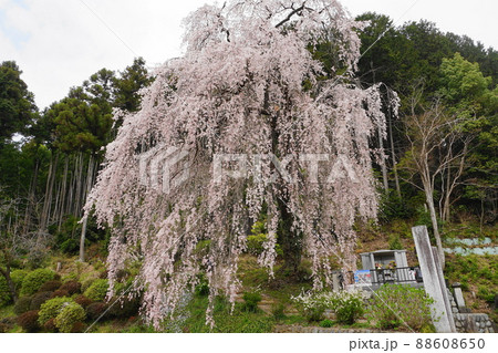 4月　青梅156枝垂れ桜の大木･梅岩寺 88608650
