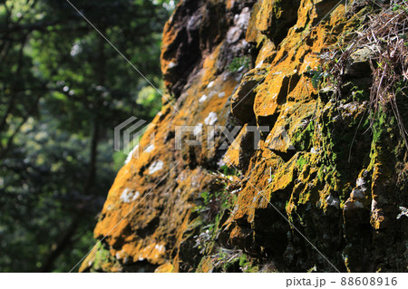 a Yellow mosses on a rock, Rock with yellow lichen 88608916