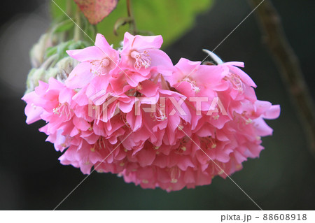 a pink flower at the nature, close up image 88608918