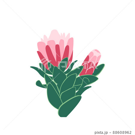 African Protea Flowers Bunch, Blooming Pink King Protea Plant Isolated on White Background. Holiday Gift, Bouquet 88608962