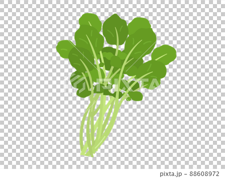 クレソンのイラスト クレソンのイラスト 88608972