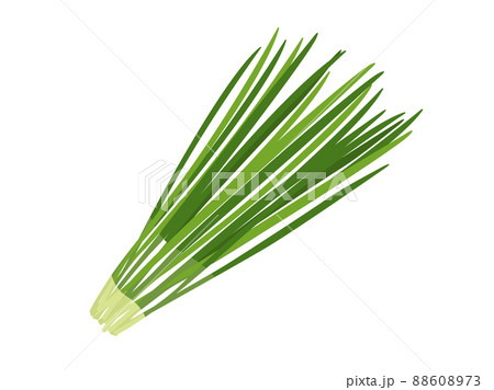 ニラのイラスト ニラのイラスト 88608973
