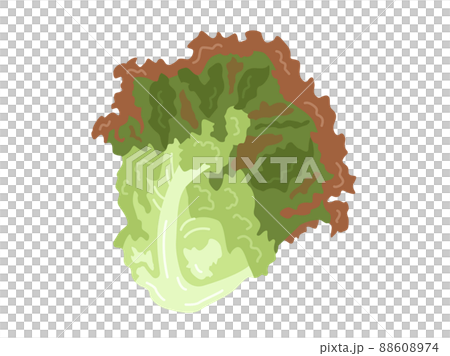 陽光生菜的插圖 88608974