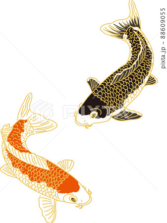 鯉 上黒鯉 下赤鯉のイラスト素材
