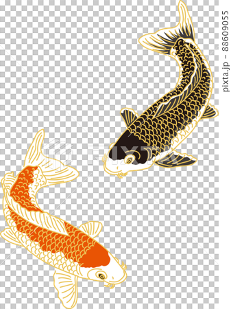 鯉_上黒鯉_下赤鯉 鯉_上黒鯉_下赤鯉 88609055