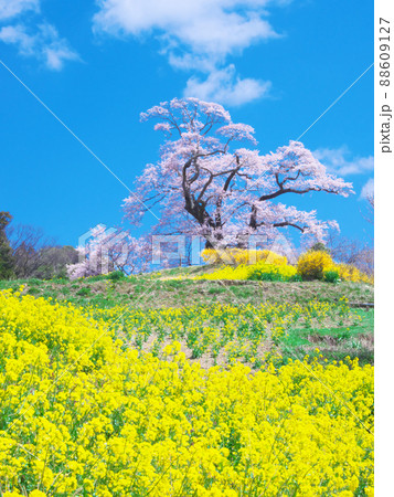 一本桜 - 塩ノ崎の大桜 (2020年) 一本桜 - 塩ノ崎の大桜 (2020年) 88609127