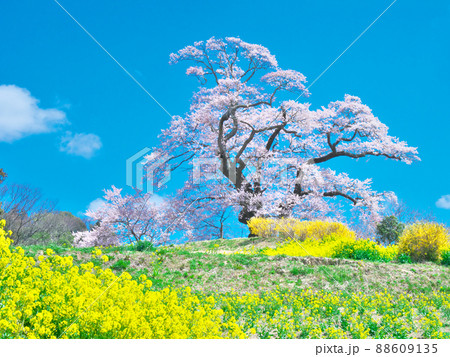 一本桜 - 塩ノ崎の大桜 (2020年) 一本桜 - 塩ノ崎の大桜 (2020年) 88609135