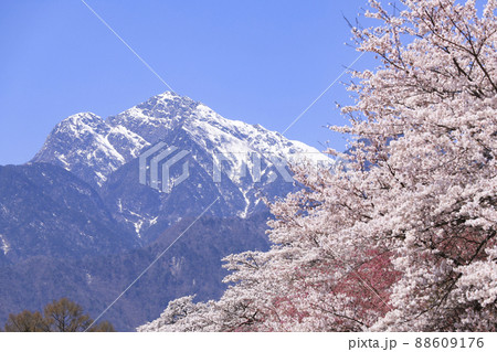 眞原桜並木 北杜市 眞原桜並木 北杜市 88609176