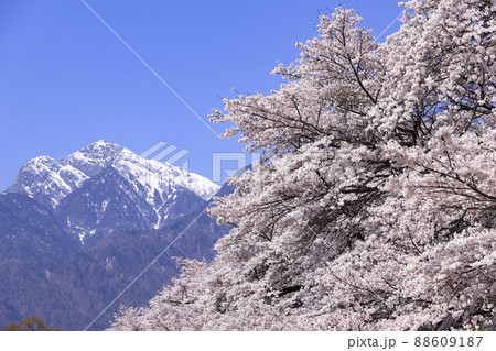 眞原桜並木　北杜市 88609187