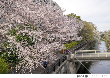 成城学園沿いの仙川の桜 88609468