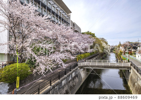 成城学園沿いの仙川の桜 88609469
