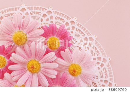 可愛いピンクの花 母の日 ピンク背景の写真素材 可愛いピンクの花 母の日 ピンク背景の写真素材