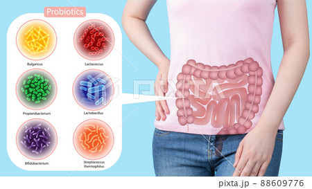 Probiotics health benefits. Gut of woman with good bacteria set lactobacillus, lactococcus, propionibacterium, bifidobacterium, streptococcus thermophilus, bulgaricus. Healthy digestive systems. 88609776