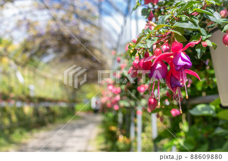 植物 工場 プランツ 88609880