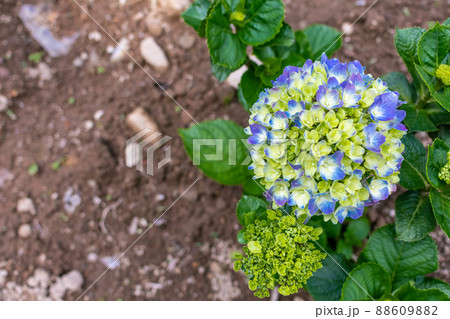 植物 工場 プランツ 88609882