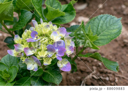 植物 工場 プランツ 88609883