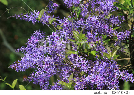a Blossoming lilac bush, Branches of Lilac flowers with green leaves. 88610385