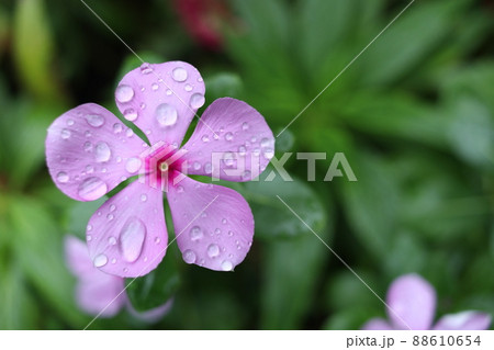 Top view of pink flower of Madagascar Periwinkle with droplets. 88610654