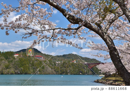 恵那峡の桜　岐阜 88611668