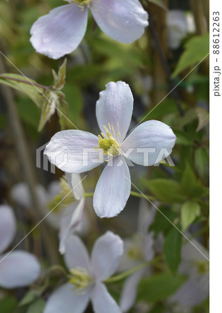 Mountain clematis Rubens Mountain clematis Rubens 88612263