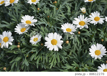 White Marguerite daisy 88612270