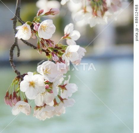 満開の桜 88612468