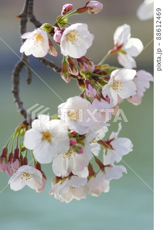 満開の桜 88612469