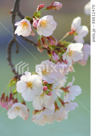 満開の桜 88612470