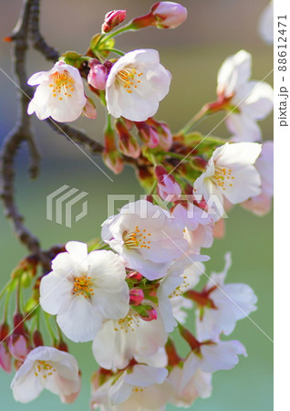満開の桜 88612471