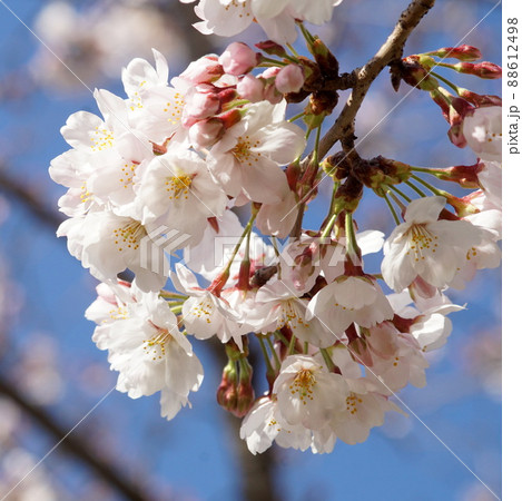 満開の桜 満開の桜 88612498