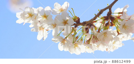 満開の桜 満開の桜 88612499