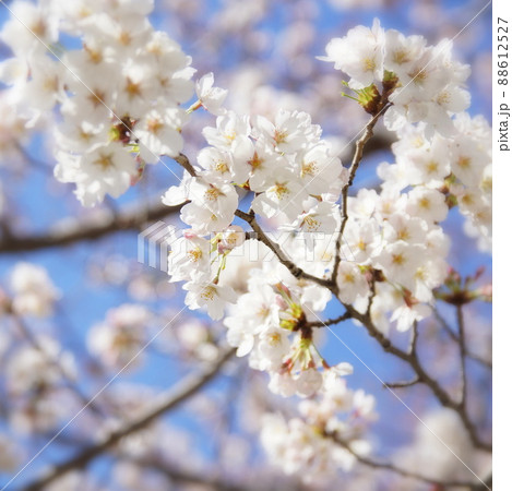 満開の桜 満開の桜 88612527