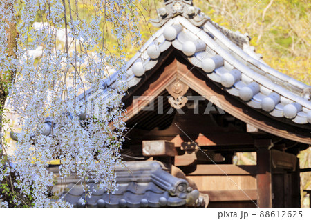 大野寺 満開の枝垂桜 大野寺 満開の枝垂桜 88612625