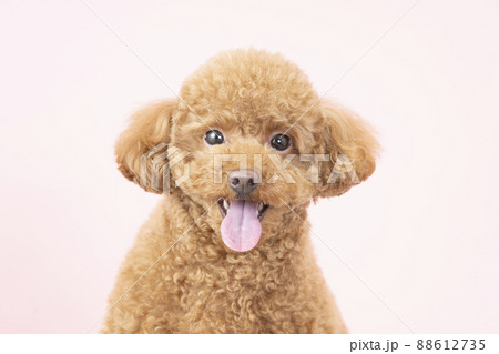 ピンクバックで微笑むトイ・プードル 88612735