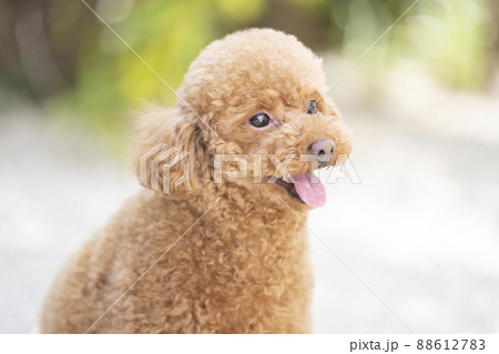 舌を出して笑うトイ・プードル 88612783