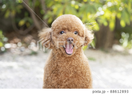 舌を出して笑うトイ プードルの写真素材 6123