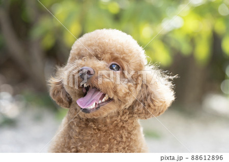 舌を出して笑うトイ・プードル 88612896