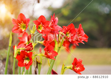 Hippeastrum johnsonii flowers in the garden nature background. Hippeastrum johnsonii flowers in the garden nature background. 88612910
