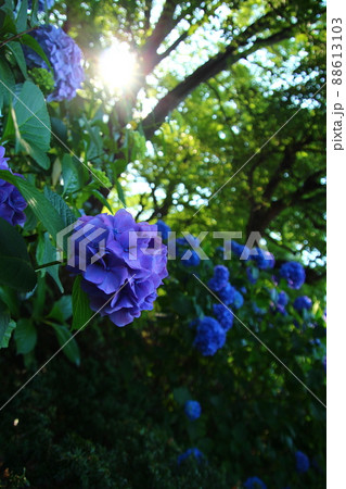 縦長画像、紫陽花、アジサイ、あじさい 縦長画像、紫陽花、アジサイ、あじさい 88613103