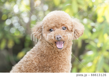 舌を出して笑うトイ・プードルの写真素材 [88613126] - PIXTA