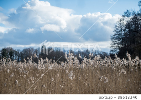 Landscape with a large reed stand on the shore of the lake. Dry reeds of the previous year. Latvia. Landscape with a large reed stand on the shore of the lake. Dry reeds of the previous year. Latvia. 88613340
