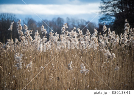 Landscape with a large reed stand on the shore of the lake. Dry reeds of the previous year. Latvia. Landscape with a large reed stand on the shore of the lake. Dry reeds of the previous year. Latvia. 88613341
