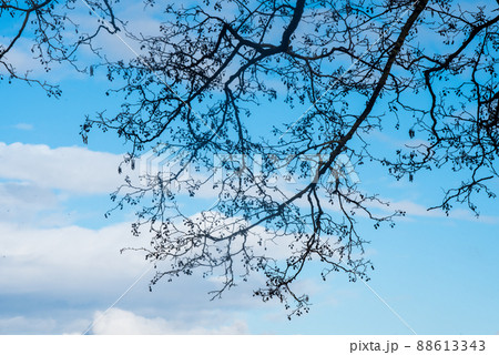 Silhouette of an alder branch against the blue sky Silhouette of an alder branch against the blue sky 88613343
