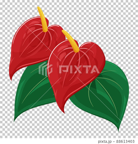 Anthurium illustration - Stock Illustration [88613403] - PIXTA