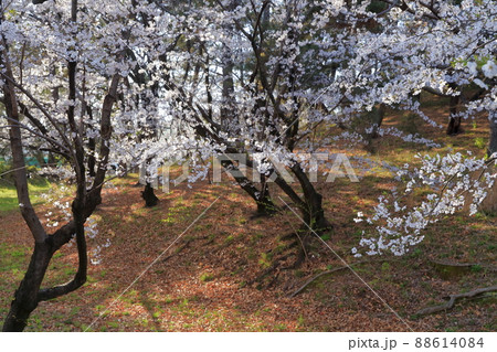 東海地方最大の円墳とサクラ(八幡山古墳 愛知県 名古屋市 鶴舞公園内) 東海地方最大の円墳とサクラ(八幡山古墳 愛知県 名古屋市 鶴舞公園内) 88614084