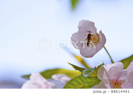 アブの花見 アブの花見 88614491