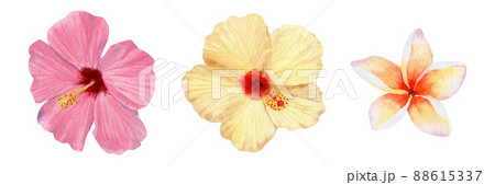 Watercolor tropical flowers on isolated white background. Watercolor tropical flowers on isolated white background. 88615337