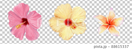 Watercolor tropical flowers on isolated white background. Watercolor tropical flowers on isolated white background. 88615337
