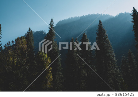 Forest landscape in sunny day Forest landscape in sunny day 88615425