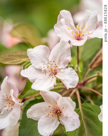Fresh pink flowers of a blossoming apple tree with blured background 88615828